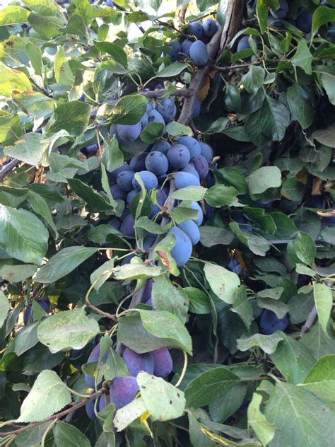 Plum trees this summer at the farm. | Plum tree, Blue fruits, Beautiful ...