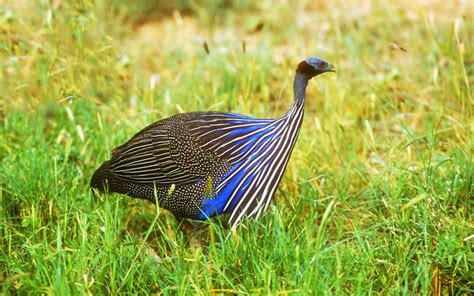 Vulturine Guinea Fowl - Species Profile & Facts - LearnPoultry