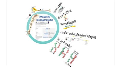 Strategies of Peripheral Nerve Surgery | Surgical Education / Learn Surgery | Washington ...