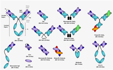 Recombinant Antibody Fragments - Therapeutic Antibody And Protein Process Development ...