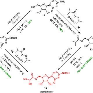 Mechanism of action of molnupiravir. A Conversion of molnupiravir as a ...