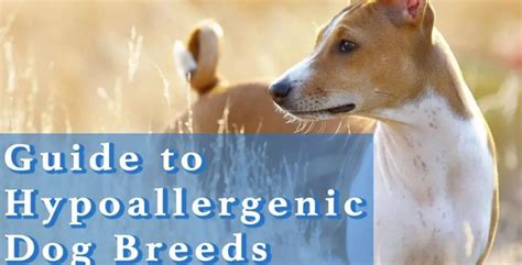 List of 57 hypoallergenic dog breeds (small, medium, large) - My Dogs Info