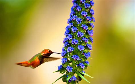 Hummingbird flying slow motion-Spring Bird Photo Wallpaper Preview ...