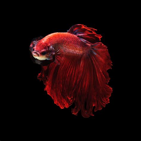 Red betta fish - a photo on Flickriver