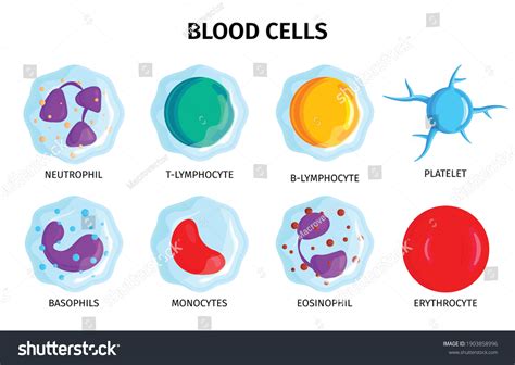 Blood Cells 8 Colorful Icons Set Stock Vector (Royalty Free) 1903858996 ...