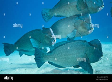 Humphead parrotfish hi-res stock photography and images - Alamy