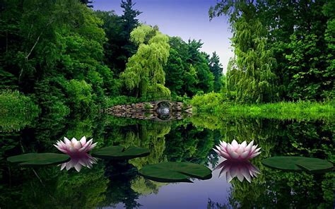 Lotus, pond, flower, nature, HD wallpaper | Peakpx