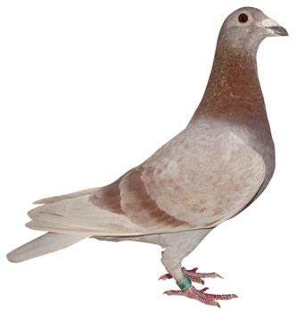 Mumtaztic Pigeon Loft - Pigeon Genetics - Pigeon Colors