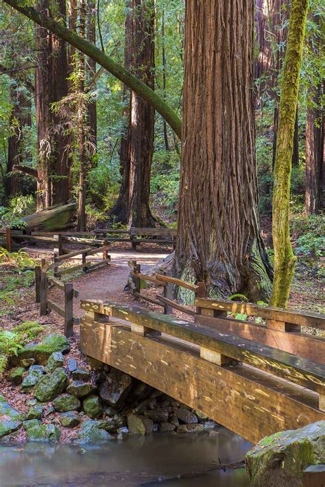 The Bohemian Grove Trail | Muir woods national monument, Muir woods, Muir