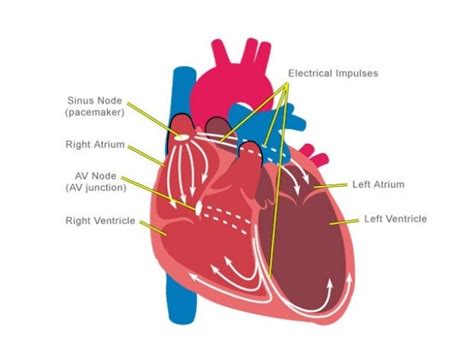 Anatomy & Physiology Lecture Notes - Heart physiology