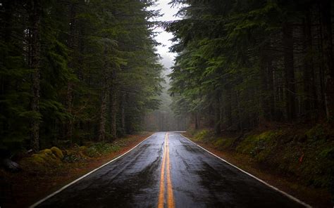 HD wallpaper: Pine Forest Road, after rain, foggy, deep forest, green, dark | Wallpaper Flare