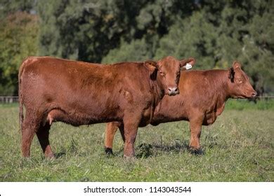 Angus Cattle Farming Stock Photo 1143043544 | Shutterstock