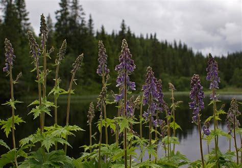 Meet five of the UK's most poisonous plants