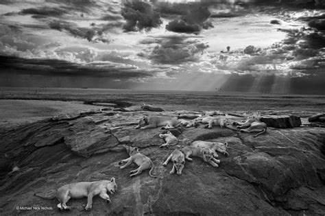 natural history museum announces wildlife photographer of the year 2014