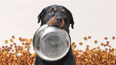 Best Dry Dog Food For Rottweilers - Rottweiler Expert