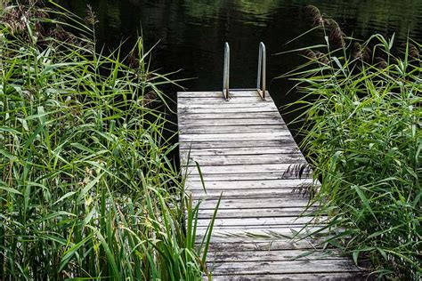 Top 3 Floating Plants for a Natural Pond