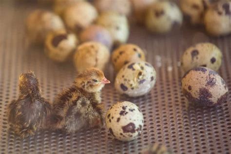 The Ultimate Guide to Incubating and Hatching Quail Eggs