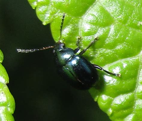 Chrysomelid? - Brachypnoea - BugGuide.Net