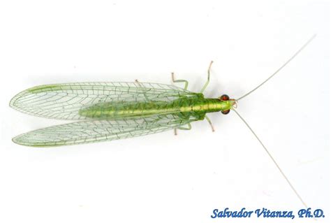 Neuroptera-Chrysopidae-Chrysoperla-Green Lacewings (C) - Urban Programs ...