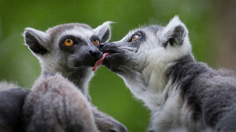 Lemurs Wallpapers - Wallpaper Cave