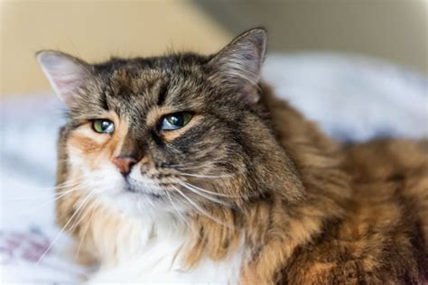 All About Feline Leukemia Virus (FeLV) | Great Pet Care