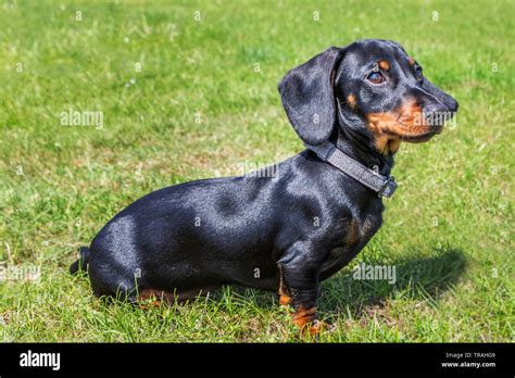 Portrait of a puppy miniature Dachshund, short haired black and tan ...