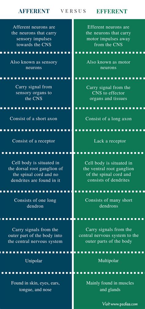 Difference Between Afferent and Efferent | Definition, Features, Function