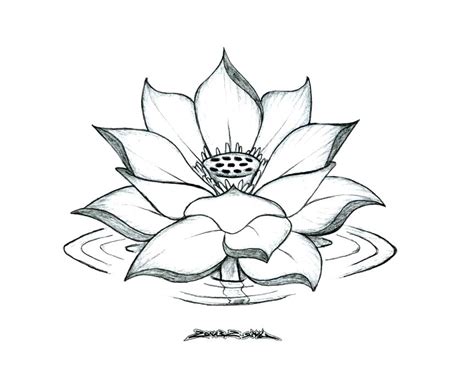 Lotus Coloring Pages at GetDrawings | Free download