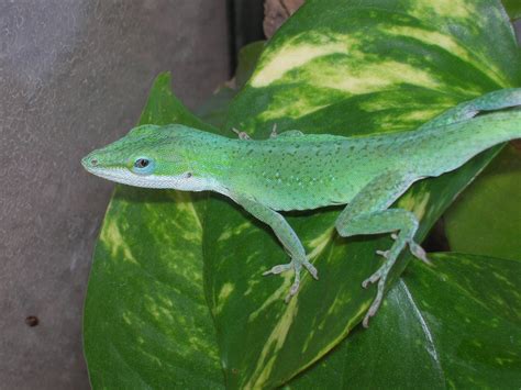 A Brief History of Anoles in Research - Anole Annals