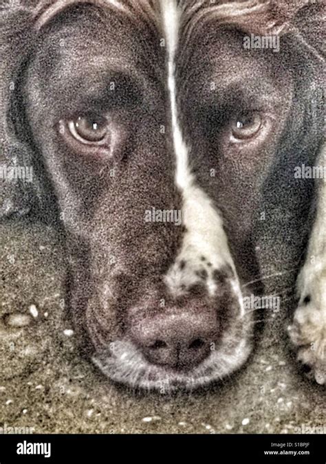 Springer spaniel, portrait Stock Photo - Alamy