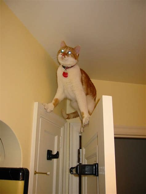 40 Amazing Cat Funny Moments Pictures