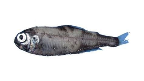 Fishing for Antarctic lanternfish: Fish Species – FishAngler.com