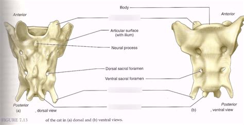 Sacrum, Caudal Vertebrae (Cat) Diagram | Quizlet