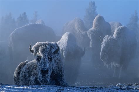 Tom Murphy: Yellowstone Photographer