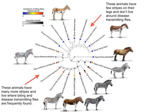 zebra stripes annotated Zebras, Giraffes, Phylogenetic Tree, Goat Farming, Explain Why ...