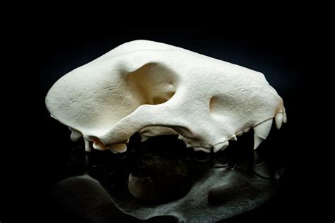 Bull Terrier Skull Replica 3D Printed Vegan Taxidermy - Etsy