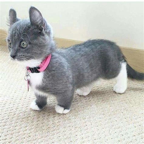 Cat Breeds With Short Legs - Pets Lovers