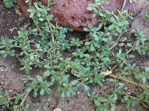 Purslane