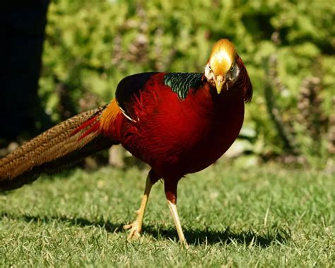 Golden Pheasant - Facts, Diet, Habitat & Pictures on Animalia.bio