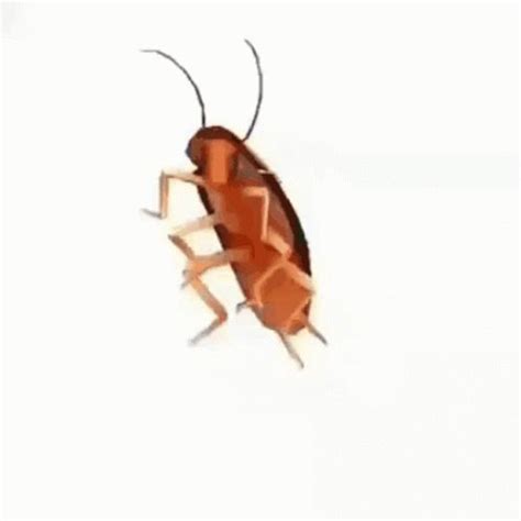 Cucaracha Bailando GIF - Cucaracha Bailando Spin - Descubre & Comparte GIFs | Funny gif, Funny ...