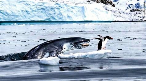 Leopard seal kills emperor penguin ! penguin hunted by leopard seal ...