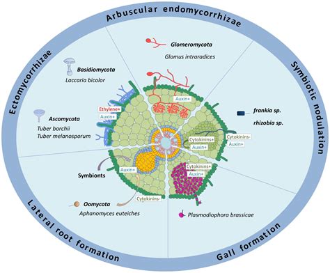 Frontiers | How Auxin and Cytokinin Phytohormones Modulate Root Microbe Interactions