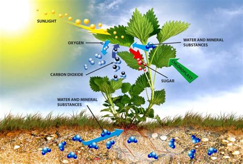 Light Intensity Photosynthesis