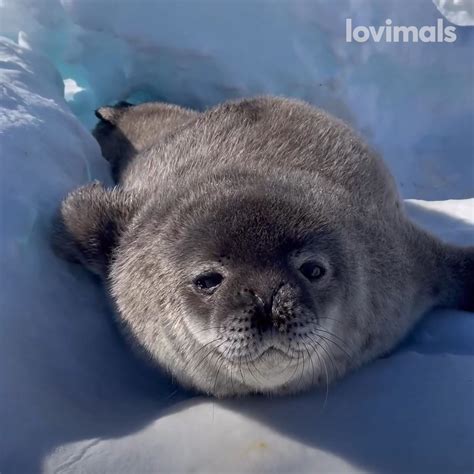 These Funny Seal Noises will Make your Day! | These adorable seals make some weird noises you ...