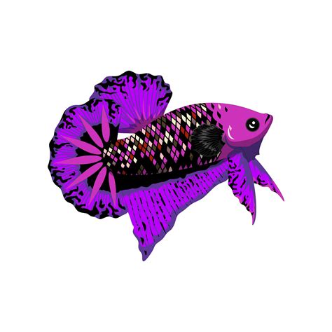 Betta Fish Vector illustration Art 11935580 Vector Art at Vecteezy