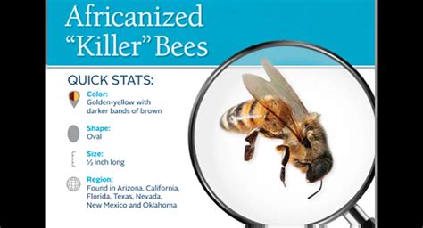 Africanized killer bees: facts and tips | Ehrlich Pest Control