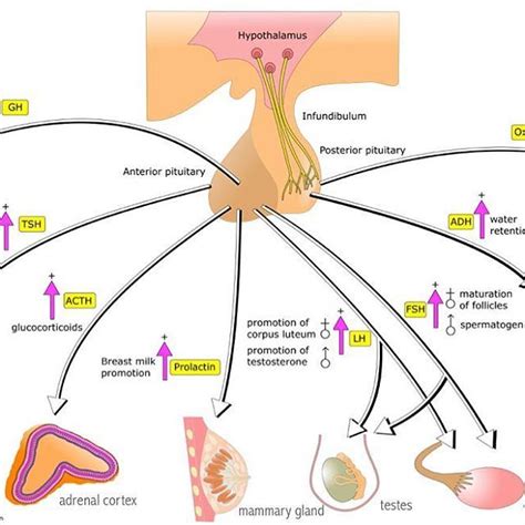 Look closely! This diagram shows all pituitary hormones, where they are released from, their ...