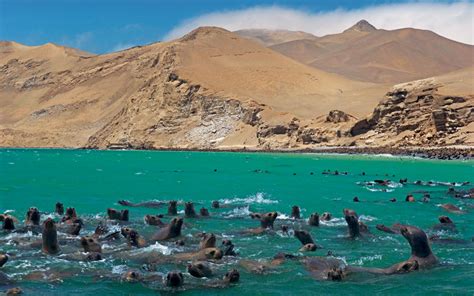 Paracas National Reserve, Ica, Peru (with Map & Photos)