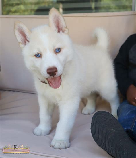 Read This Before You Get A Siberian Husky Puppy