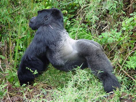 1 Day Rwanda Gorilla Trekking Tour - Congo Gorilla Safaris Tours